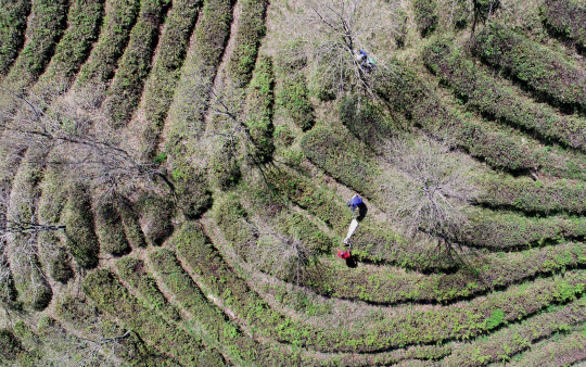 곡우(穀雨)를 하루 앞둔 19일 오후 전남 보성군 회천면 녹차밭이 지난 겨울 동해와 올봄 저온피해로 말라 검게 물들어 있다.